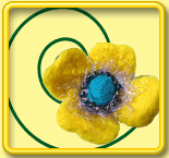 Needlefelted flowers and other items
